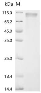 重组蛋白 Bovine leukemia virus Env