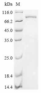 重组蛋白 Pig Protocadherin beta 7 