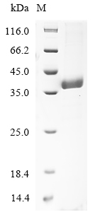 mrkD Protein蛋白,orb1477099,bior