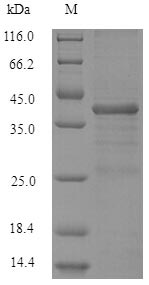 Human SRSF10 Protein蛋白，orb2465