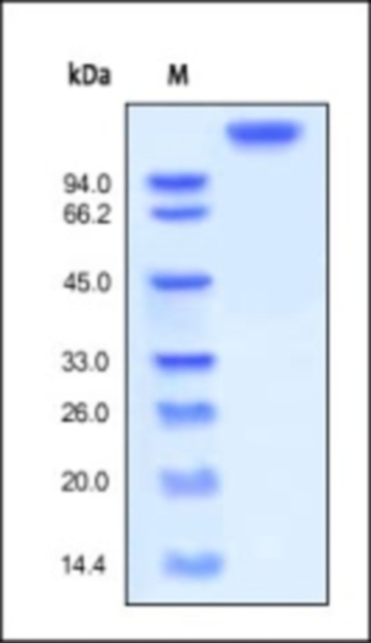 LIFR 重组蛋白，orb1227962，biorbyt
