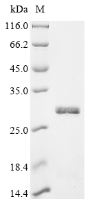 重组蛋白 Human Serine protease 1 (