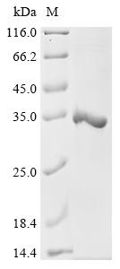 重组蛋白 Escherichia coli K88 fimb