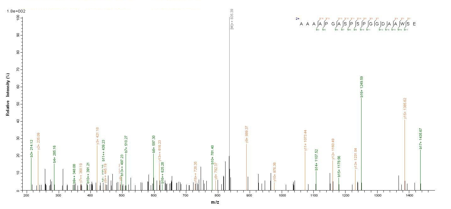 Human MSH6 Protein蛋白，orb246398
