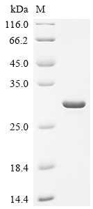 重组蛋白 Saccharomyces cerevisiae 