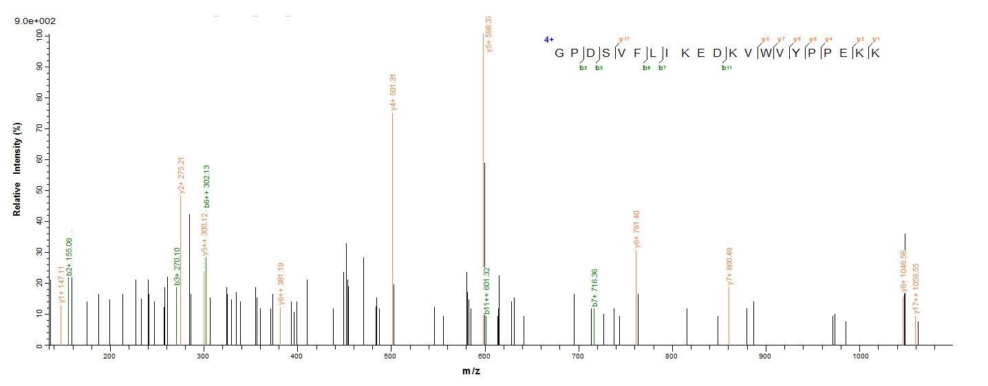 Rat Hpx Protein蛋白，orb244277，bi