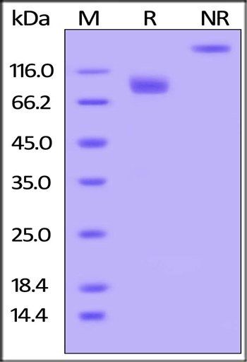 Human CD155 Protein蛋白, mFc Tag