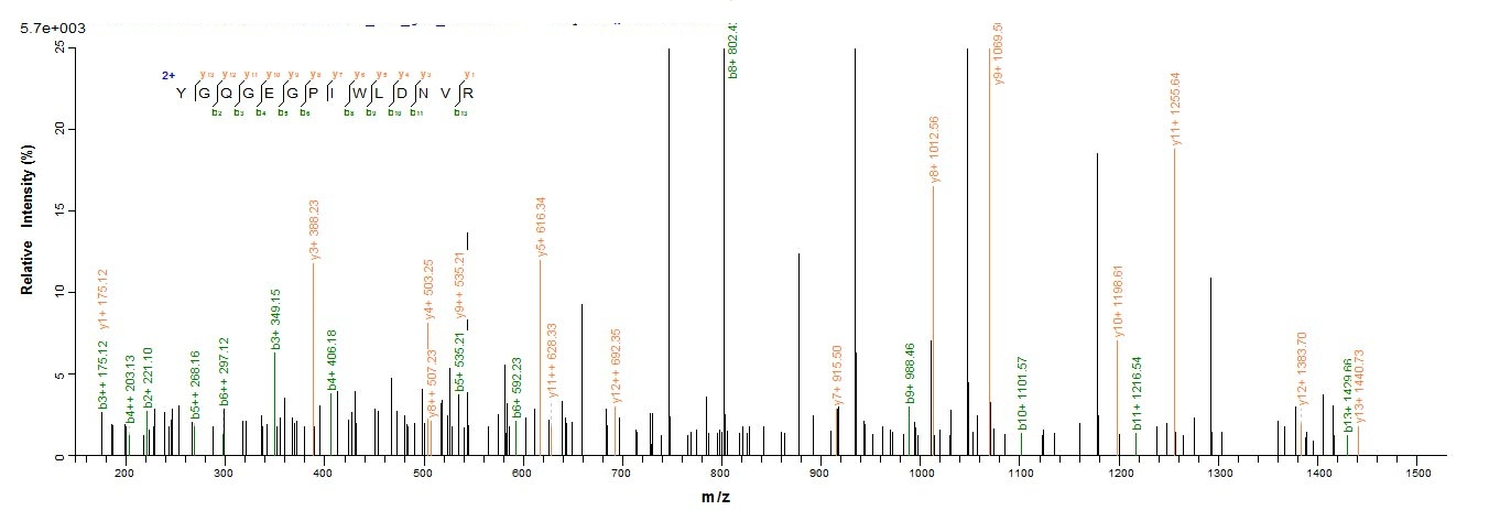 Mouse Loxl4 Protein蛋白，orb35889