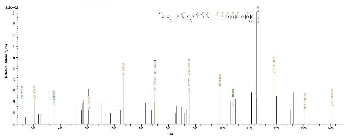Human SMARCB1 Protein蛋白，orb246