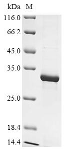 重组蛋白 Bovine Myosin-1 (MYH1), p