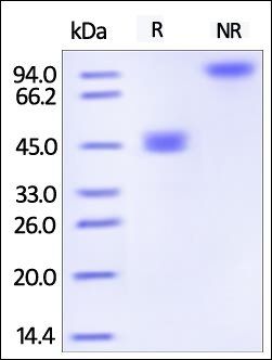 Human GITR Ligand Protein蛋白, F
