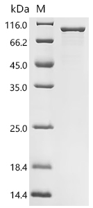 重组蛋白 Klebsiella pneumoniae sub