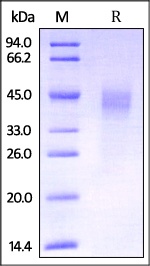 Dkk-1 重组蛋白，orb1227688，biorbyt