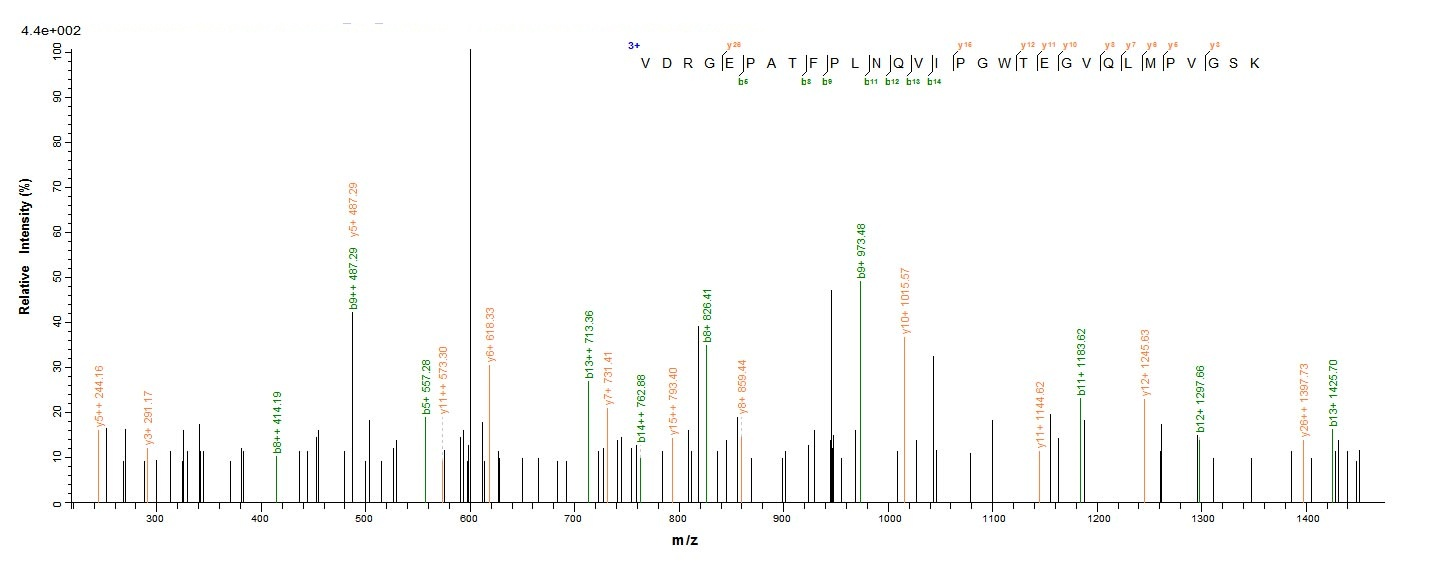Bacterial fkpA Protein蛋白，orb35