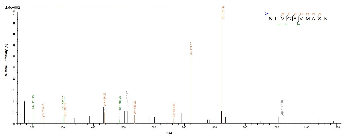 Bacterial ldhA Protein蛋白，orb35