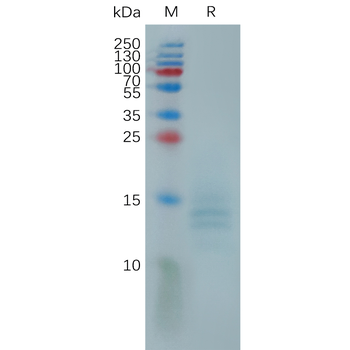 Human LYPD3(31-286) Protein蛋白,