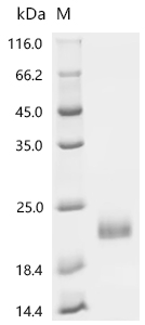 重组蛋白 PRRSV HB-2(sh)/2002 ORF2b