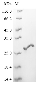 重组蛋白 Macaca fascicularis Inter