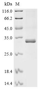重组蛋白 Human Transcriptional enh