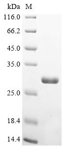 重组蛋白 Escherichia coli Peptidyl