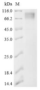 重组蛋白 Bovine leukemia virus Env