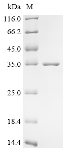 重组蛋白 Escherichia coli O157:H7 