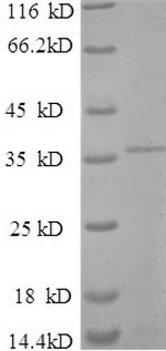 E.coli creN7 Protein蛋白，orb2447