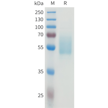 Mouse CSF1R Protein蛋白, His Tag