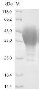 重组蛋白 Rat Leukemia inhibitory f