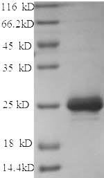 Dog Mast Cell Chymase Protein蛋
