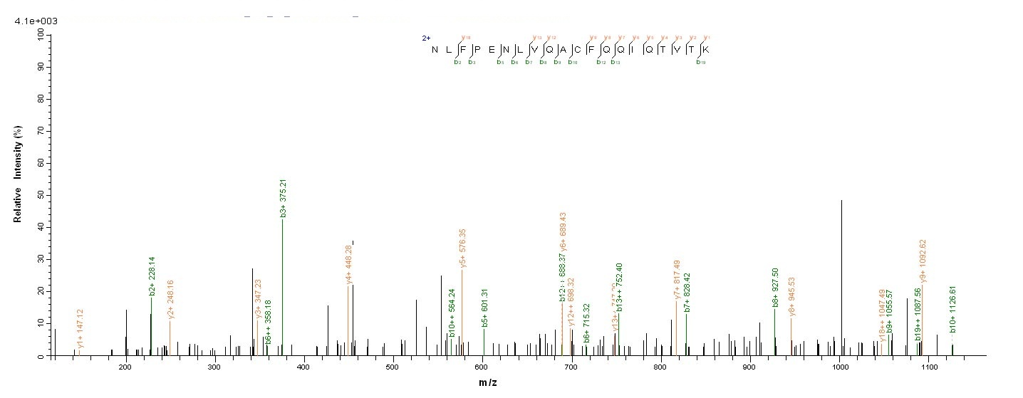 Mouse Slc1a2 Protein蛋白，orb2445