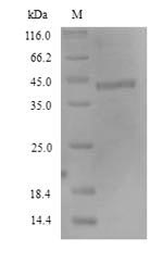 Human FCRL4 Protein蛋白，orb35850