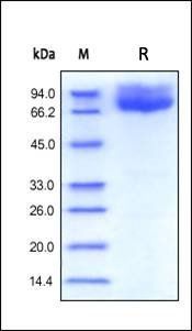 Human B7-2 Protein蛋白, Fc Tag，o