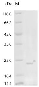 重组蛋白 Mycoplasma hyorhinis Vari