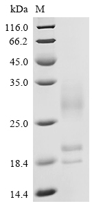 重组蛋白 Human C-X-C chemokine rec