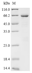 重组蛋白 Human Polypyrimidine trac