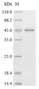 重组蛋白 Human Apoptosis regulator