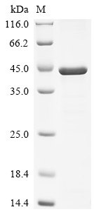 重组蛋白 Human Mitotic checkpoint 