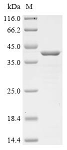 重组蛋白 Porcine parvovirus Capsid
