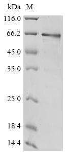 重组蛋白 Human Protocadherin Fat 1