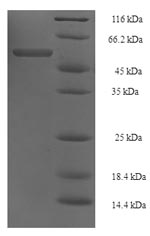 E.coli tuf1 Protein蛋白，orb24623