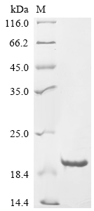 重组蛋白 Chicken Glycine cleavage 