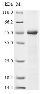 重组蛋白 Human Syncytin-1 (ERVW-1)