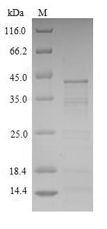 Animal Tachylectin-2 Protein蛋白