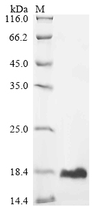 重组蛋白 Mouse Ubiquitin-like Prot