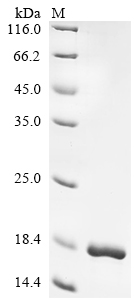 重组蛋白 Escherichia coli Curli as