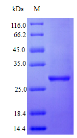 Human IFNA2 Protein蛋白 (Active)