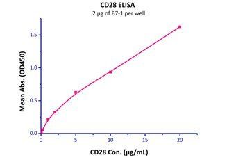Human B7-1 Protein蛋白, His Tag，