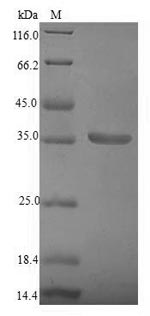 Bacterial Beta-lytic metalloen