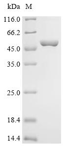重组蛋白 Human Glutaminase kidney 